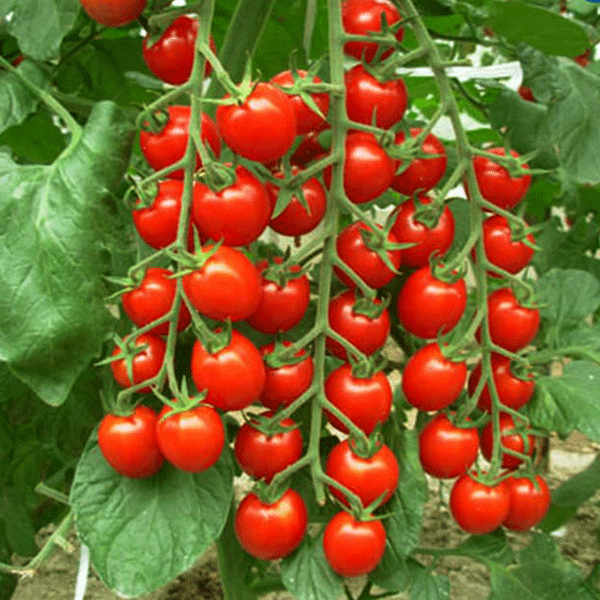 manfaat-tomat-ceri