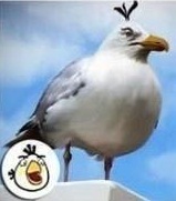 Inilah Penampakan Tokoh-Tokoh Angry Bird dalam Dunia Nyata