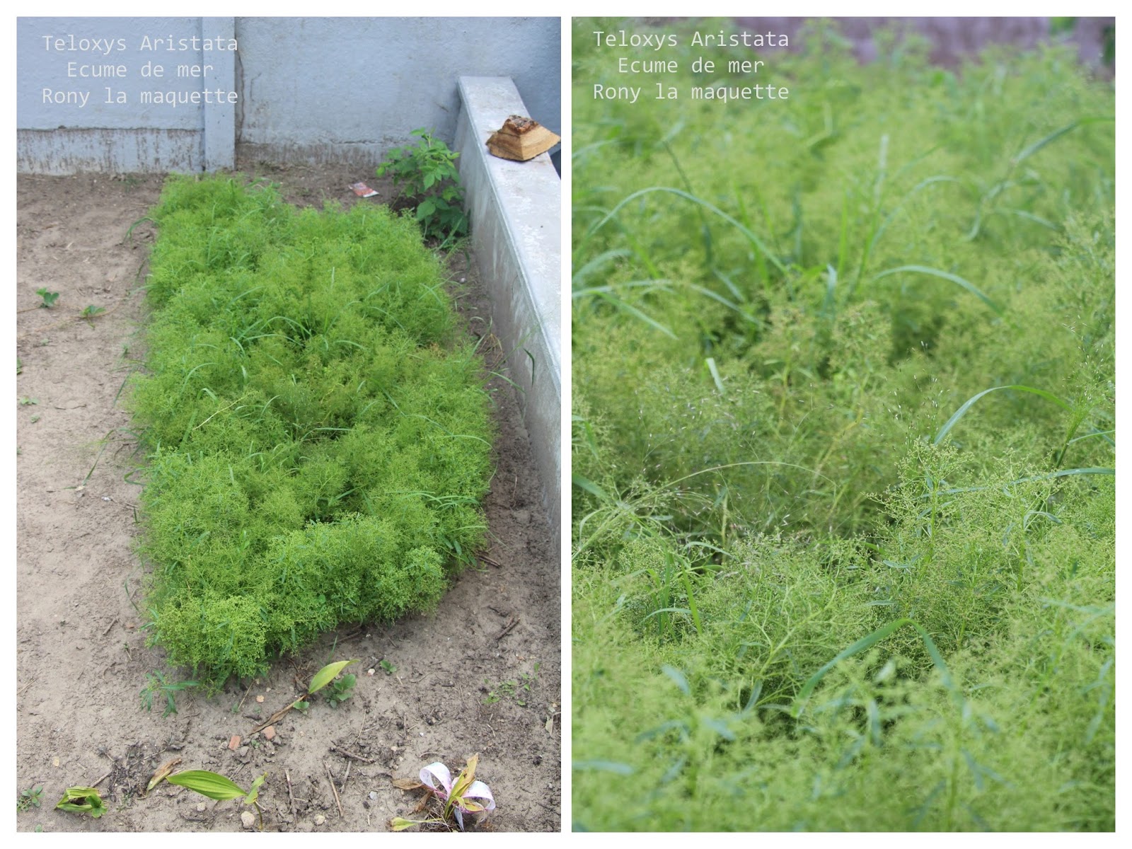 Ou Trouver Du Zeechium Dans La Nature Tuto, Cultiver du Zeechium | Rony La Maquette