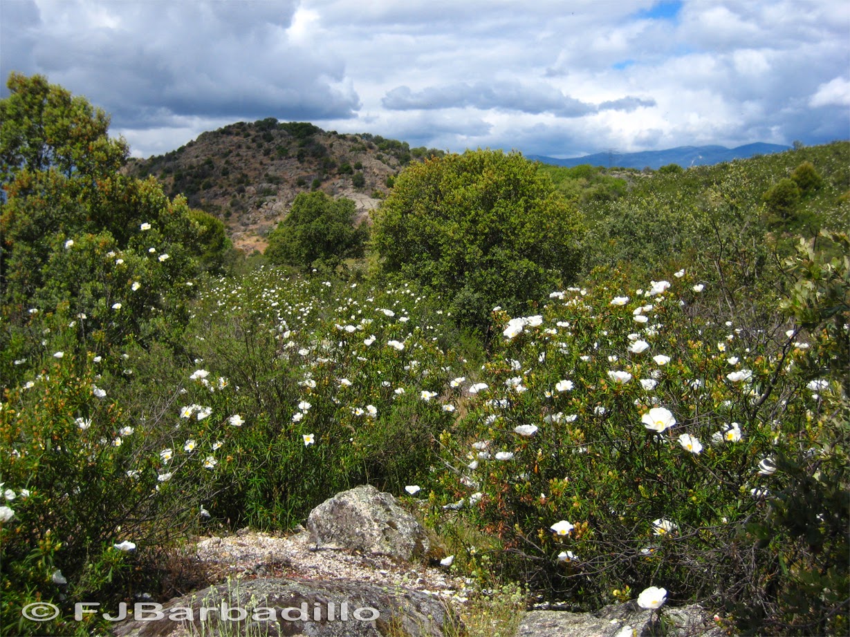 El último rincón EL MATORRAL EXCLUYENTE jaras y ládano