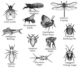  Ciri  Ciri  Umum Kelas Insecta  Serangga Biologisites