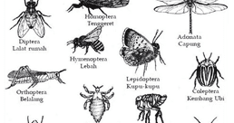 Ciri Ciri Umum Kelas Insecta Serangga