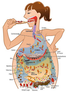 acciones de las enzimas digestivas