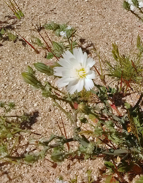 Desert chicory Desert chicory