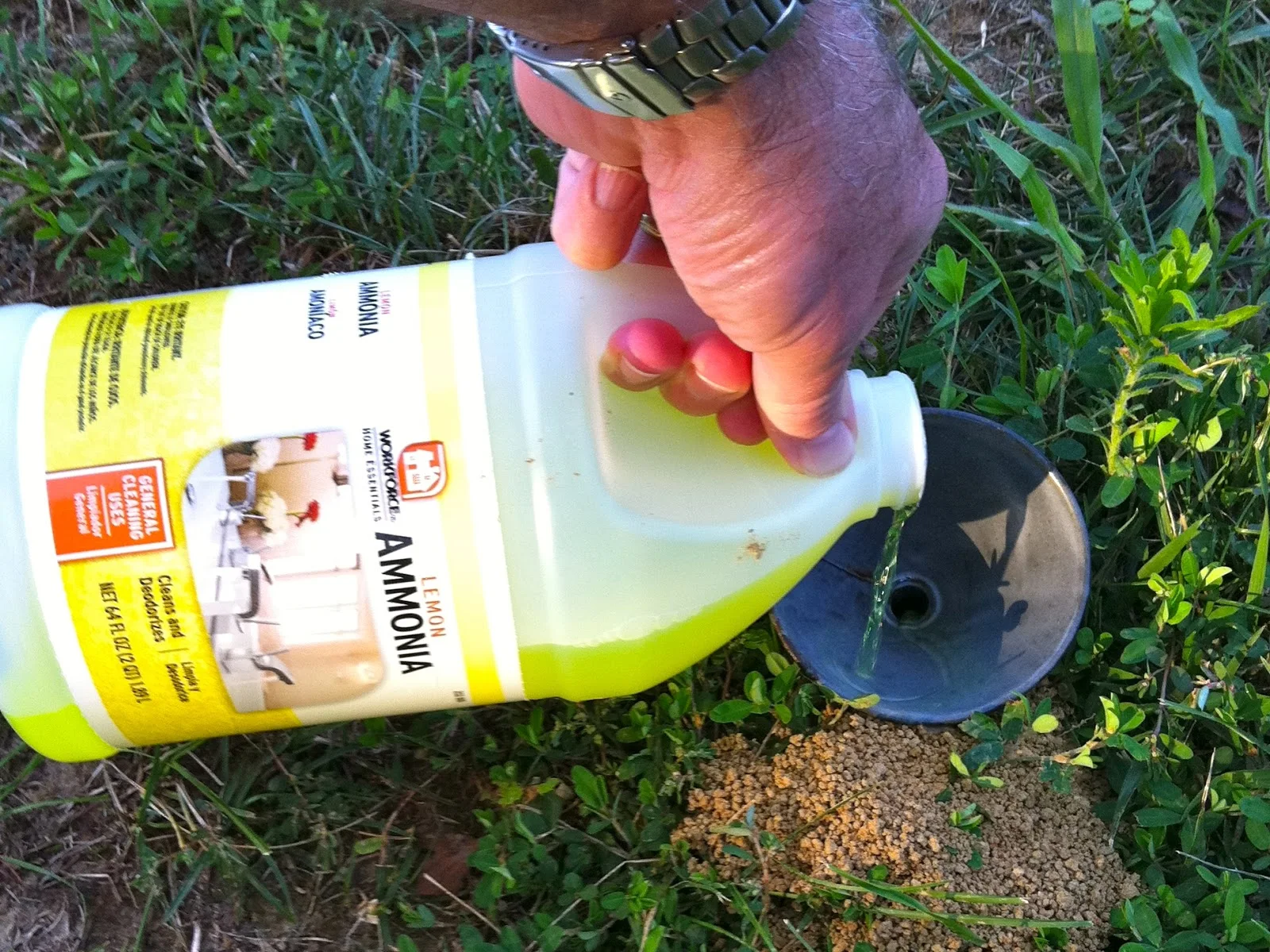 Breathtaking How To Get Rid Of Cicada Holes Capture in 4K