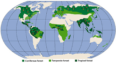 temperate forest map forests rainforest biome coniferous location deciduous where evergreen biomes earth climate warm maps distribution areas rice kinds