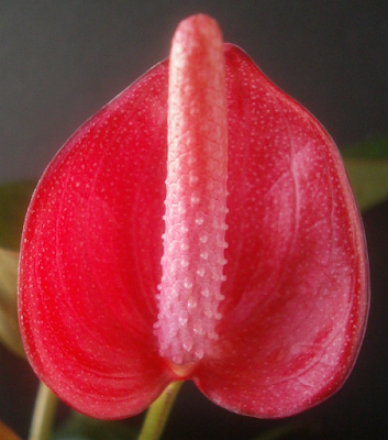 Plants Are The Strangest People Anthuriums 0000 0500