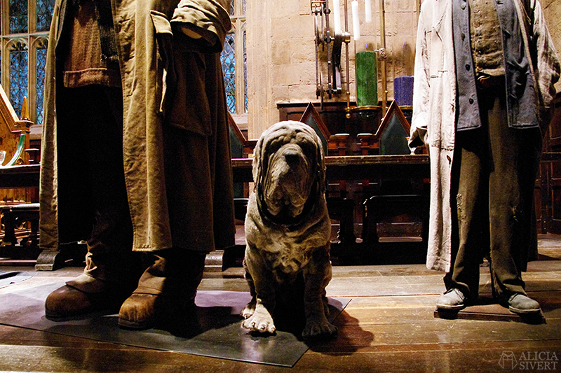 Fang, photo by Alicia Sivertsson. aliciasivert alicia sivert sivertsson harry potter hogwarts leavesden london england warner brothers studio tour the making of gryffindor slytherin hufflepuff ravenclaw film films movie movies the great hall den stora salen lärarna lärare teatchers hagrid fang
