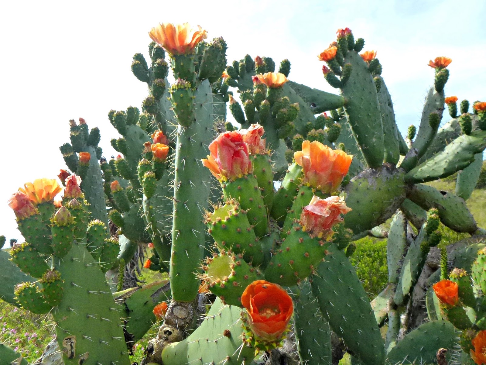 Images Of Christmas Cactuses