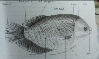 gambar ikan gurame