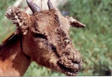 Unidad Caprina Posibles Enfermedades unidad caprina posibles enfermedades