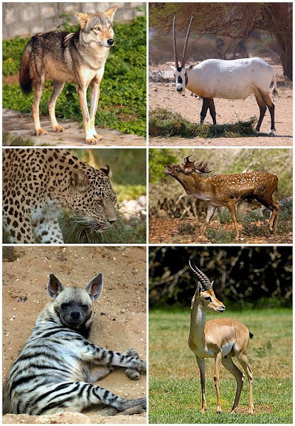 ثدييات الشام الباقية والمنقرضة