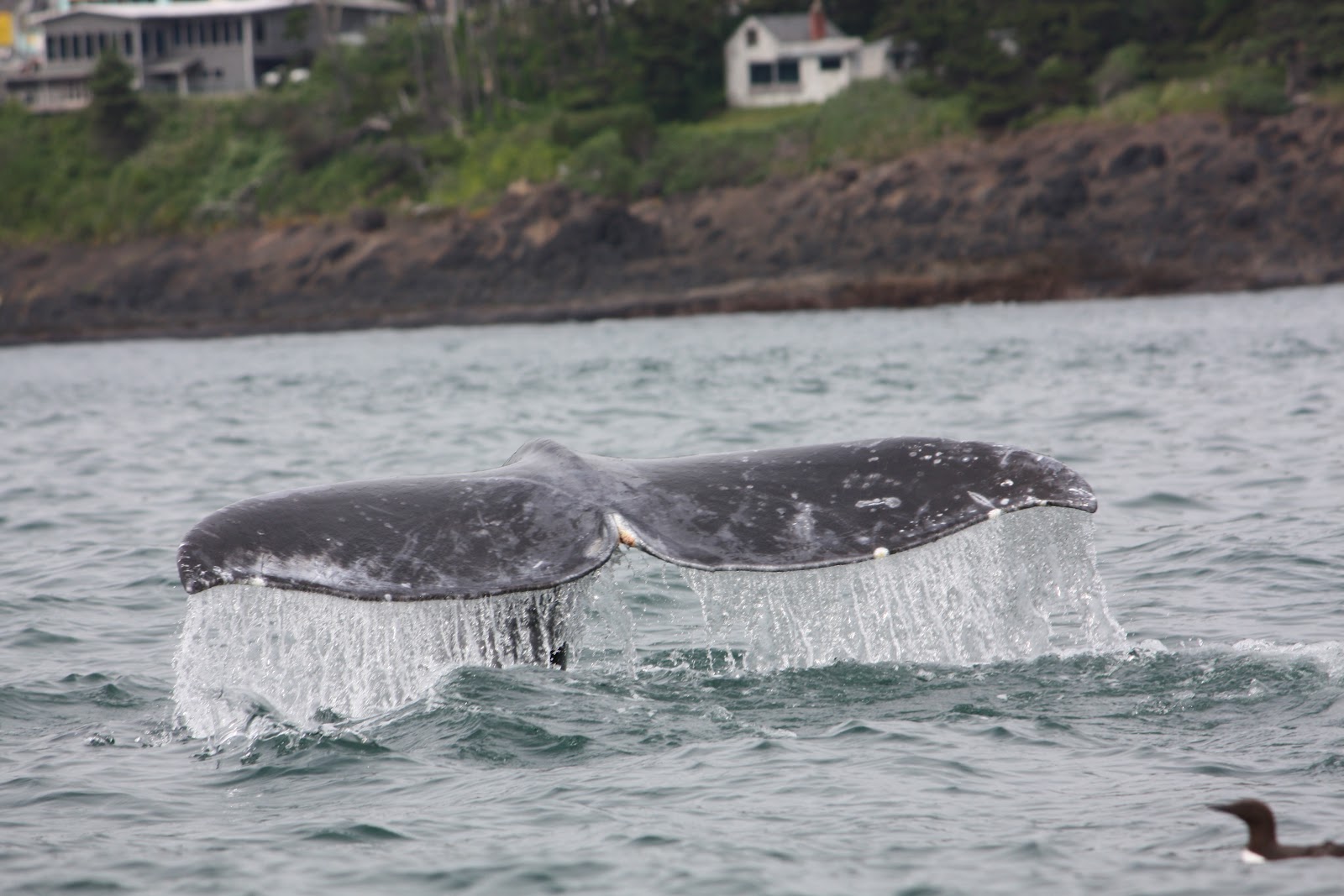 flavorvegan Gray Whales in Depoe Bay