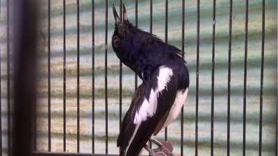Tips Merawat Burung Kacer Untuk Lomba Bagi yang sudah berpengalaman dalam merawat burung kacer tentu tidaklah sulit untuk menemu Tips Merawat Burung Kacer Untuk Lomba