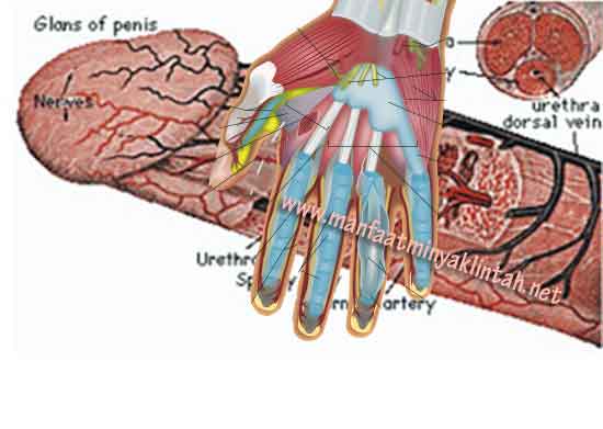 Cara memperbsar penis dengan tangan