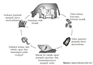 Klasifikasi, Contoh, Serta Siklus Hidup Hewan dari Filum Platyhelminthes Kelas Turbellaria, Kelas Trematoda, dan Kelas Cestoda