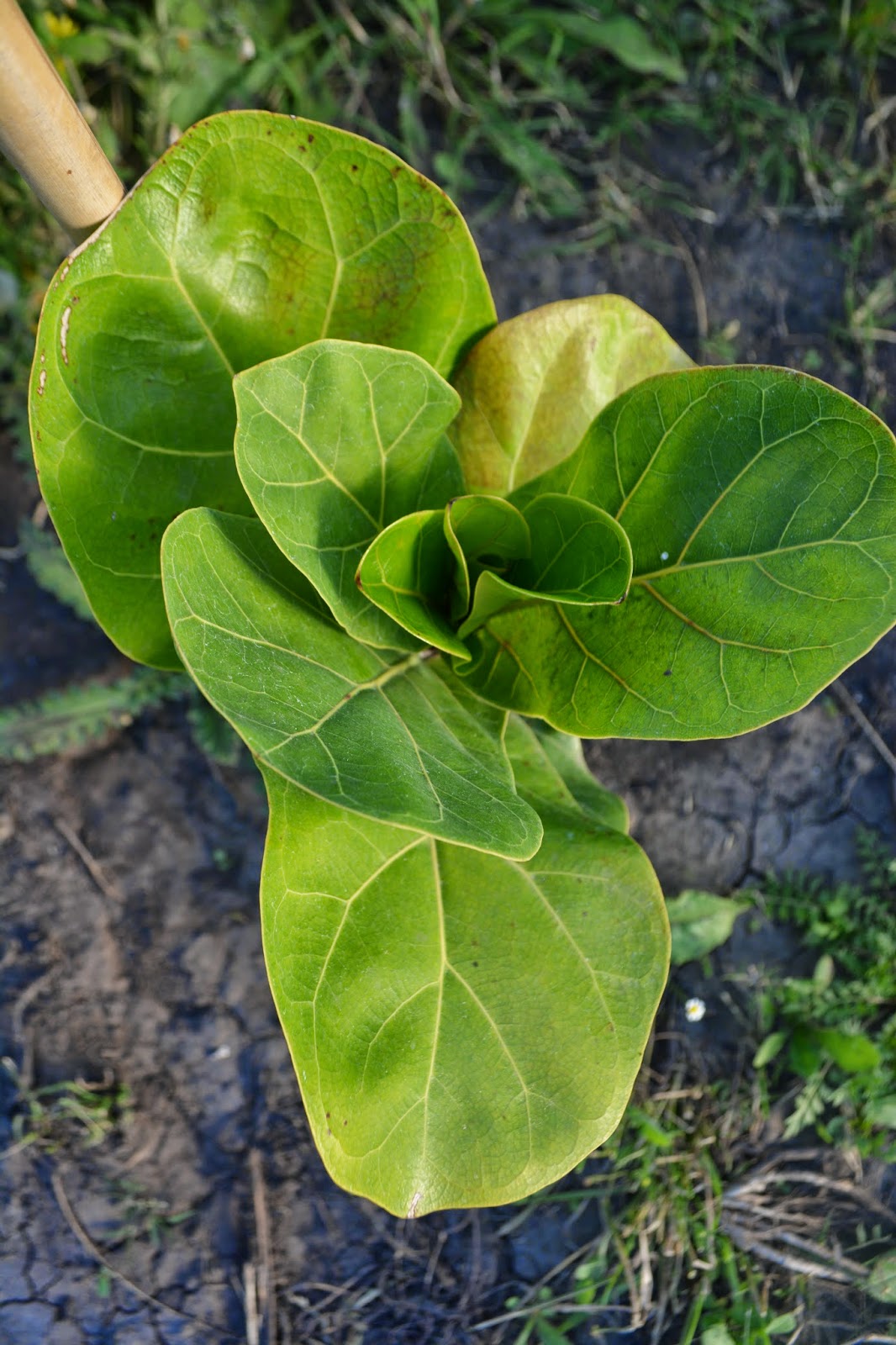 Ficus Pandurata