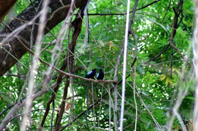 Chiroxiphia linearis Long-tailed Manakin