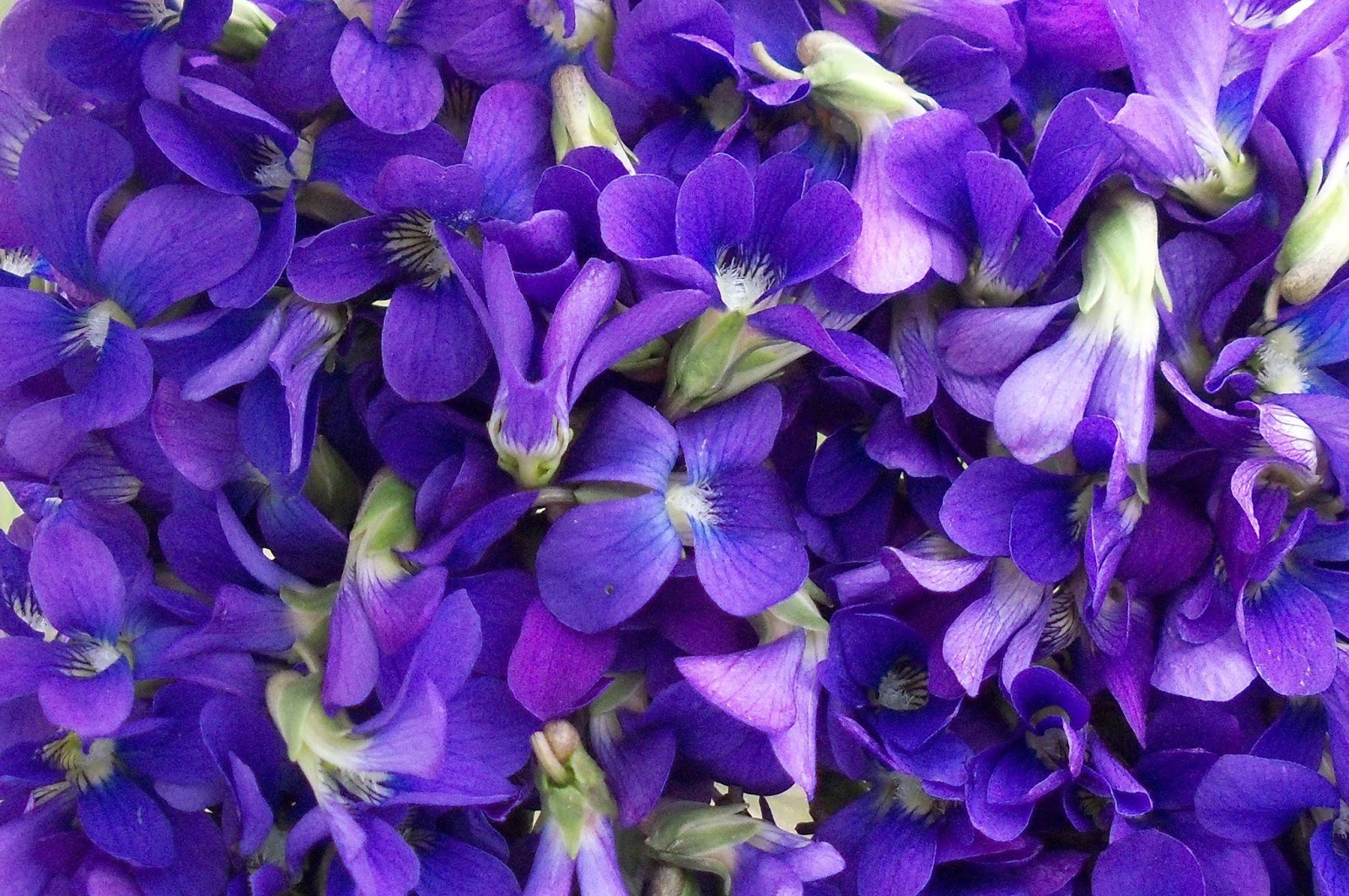 The Essential Herbal Blog: Violets, Jewels of the Field