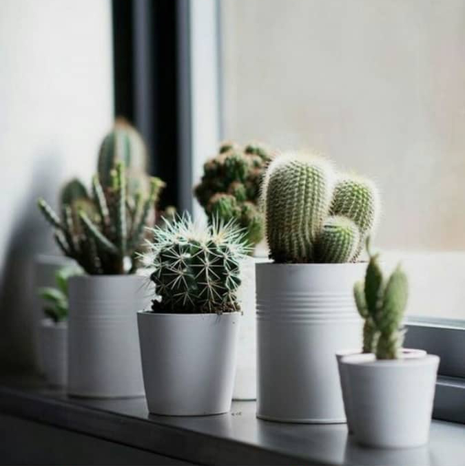 DIY Projek Terrarium Kaktus 