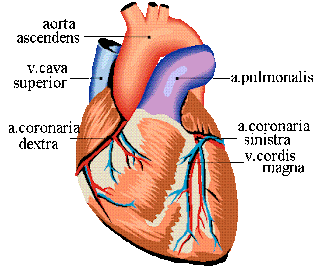 heart_disease|Heart-diseases
