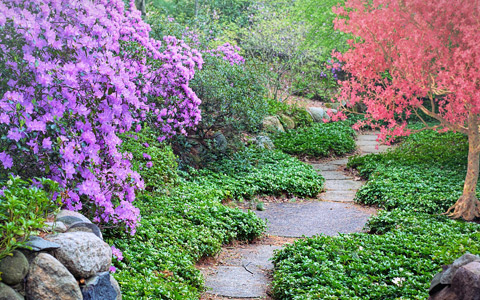 Blooming trees for Alpharetta and Roswell Georgia yards