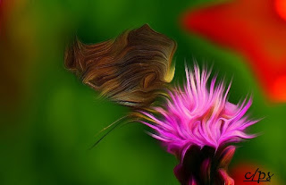Schmetterling, mariposa, butterfly, fluture, papillon Insekten, insekte, insektet, intsektuak, insekti, Насекоми, insekter, insects, Putukad, Hyönteiset, insectes, έντομα, serangga, feithidí, skordýr, insetti