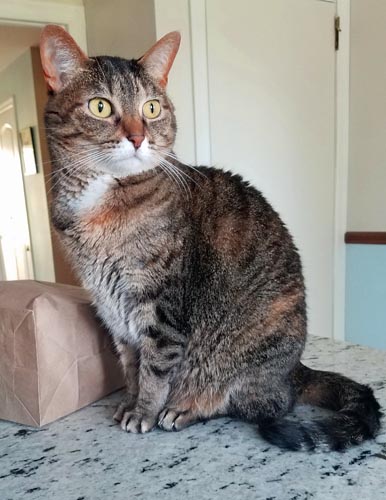 image of Sophie the Torbie Cat sitting on the kitchen counter, looking toward the window, wide-eyed