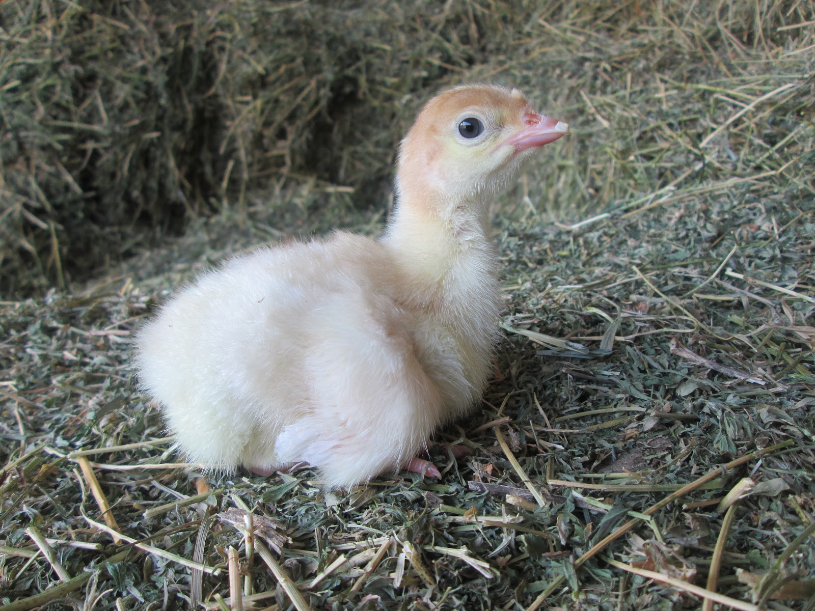 growing-n-grace-natural-farm-baby-turkeys-arrive