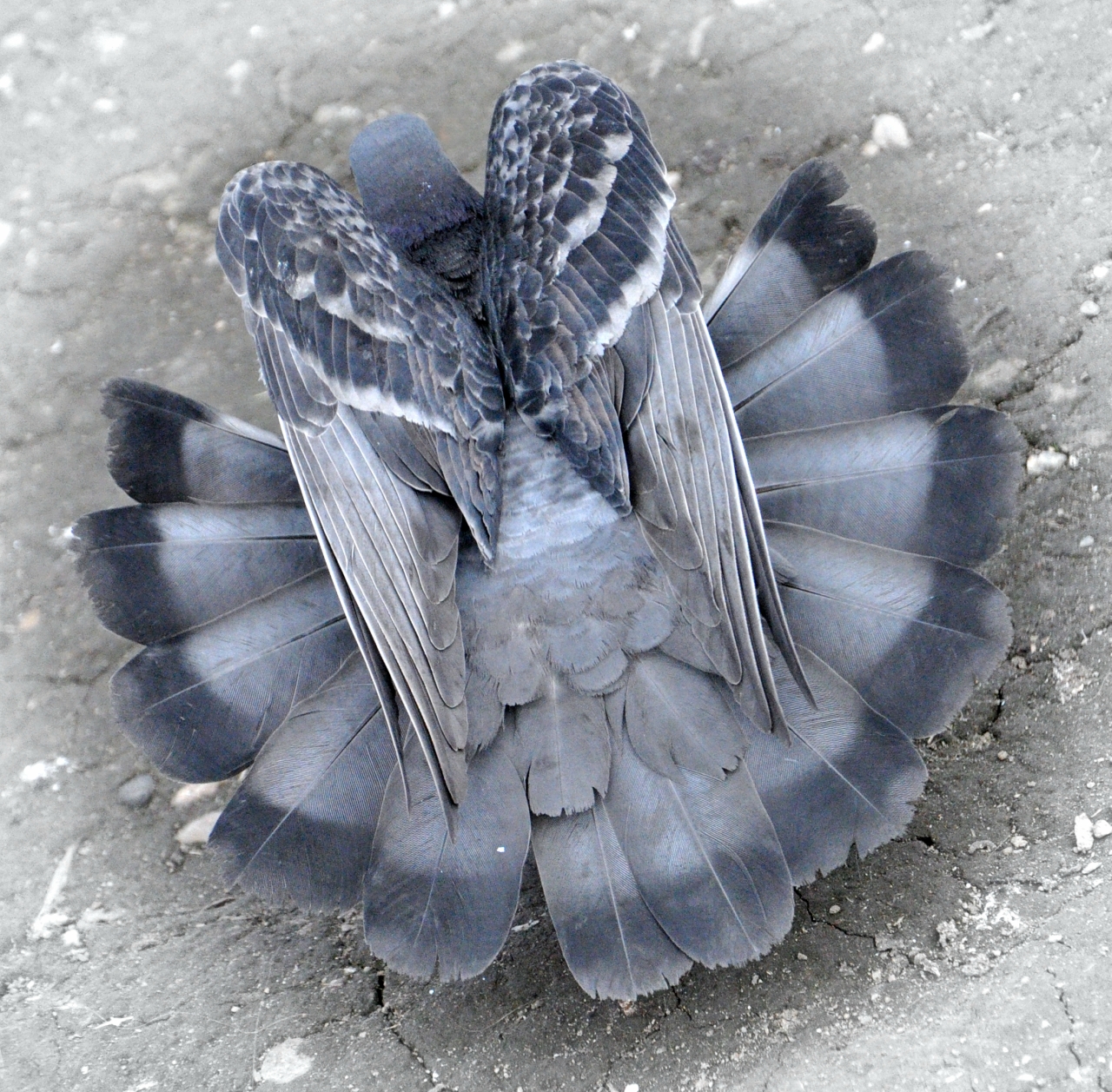 факты о голубях для детей. почему голуби бросают птенцов. заметив детей голубь перестал. дети кормят голубей. причастный оборот голубь увидела увидела детей взлетел вверх.