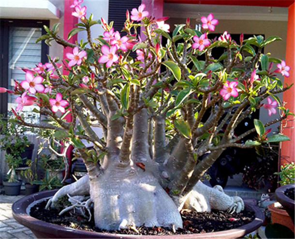 адениум укоренение черенков. адениум в воде. адениум размножение верхушечными черенками. адениум в воде. адениум черенок укоренить.