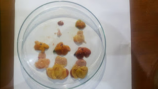 organ pencernaan layer UMUR SEHARI yang terkena IBH (Inclusion Body Hepatitis) organ pencernaan layer UMUR SEHARI yang terkena IBH (Inclusion Body Hepatitis)
