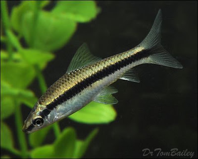 Inilah Jenis Ikan Hias Yang Indah Untuk Aquascape https://www.watnyus.com/2018/12/bingung-mencari-ikan-aquascape-inilah.html