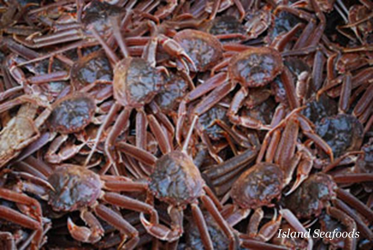 Snow Crab Love On your marks, get set, Tanner crab fish!