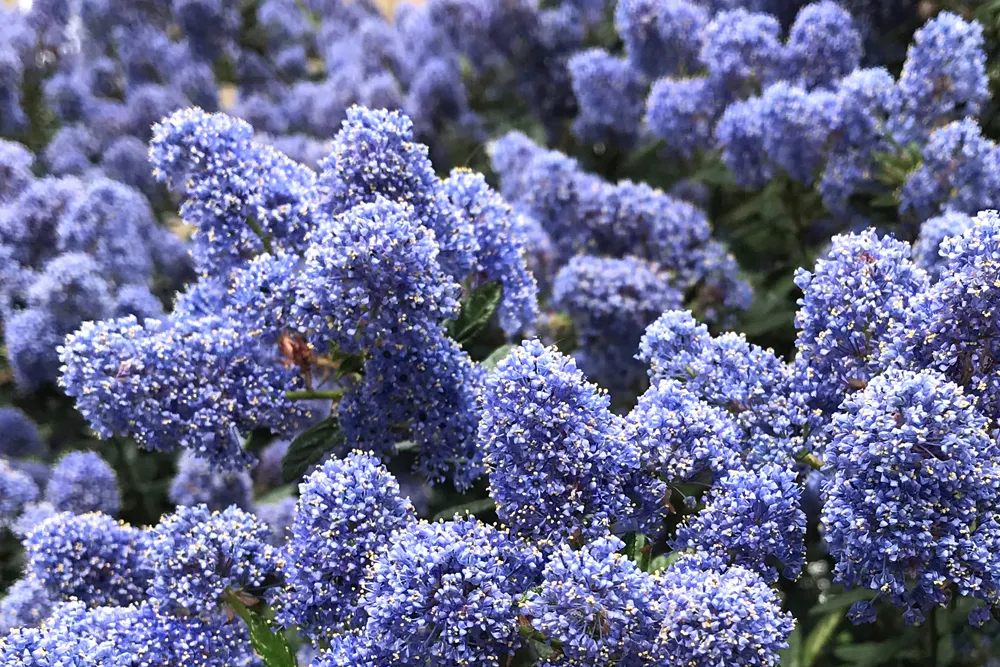 Ceanothus blue flowering bush - London lifestyle blog