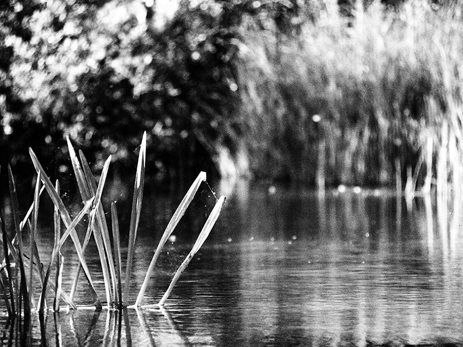 fotografia-en-blanco-y-negro