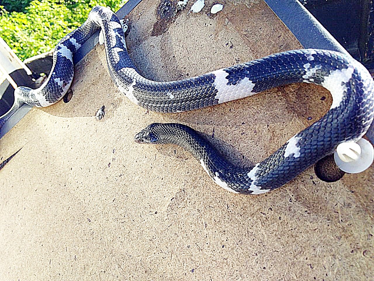 Cobra que mama em gente, anaconda no CE, salamanta mortal: o que é mito ou  realidade sobre serpentes - Ceará - Diário do Nordeste