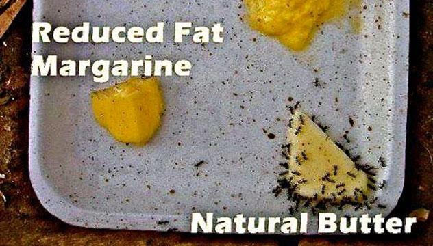 Ants don't eat Margarine !  Margarine-the-ant-test-1%2B%25281%2529