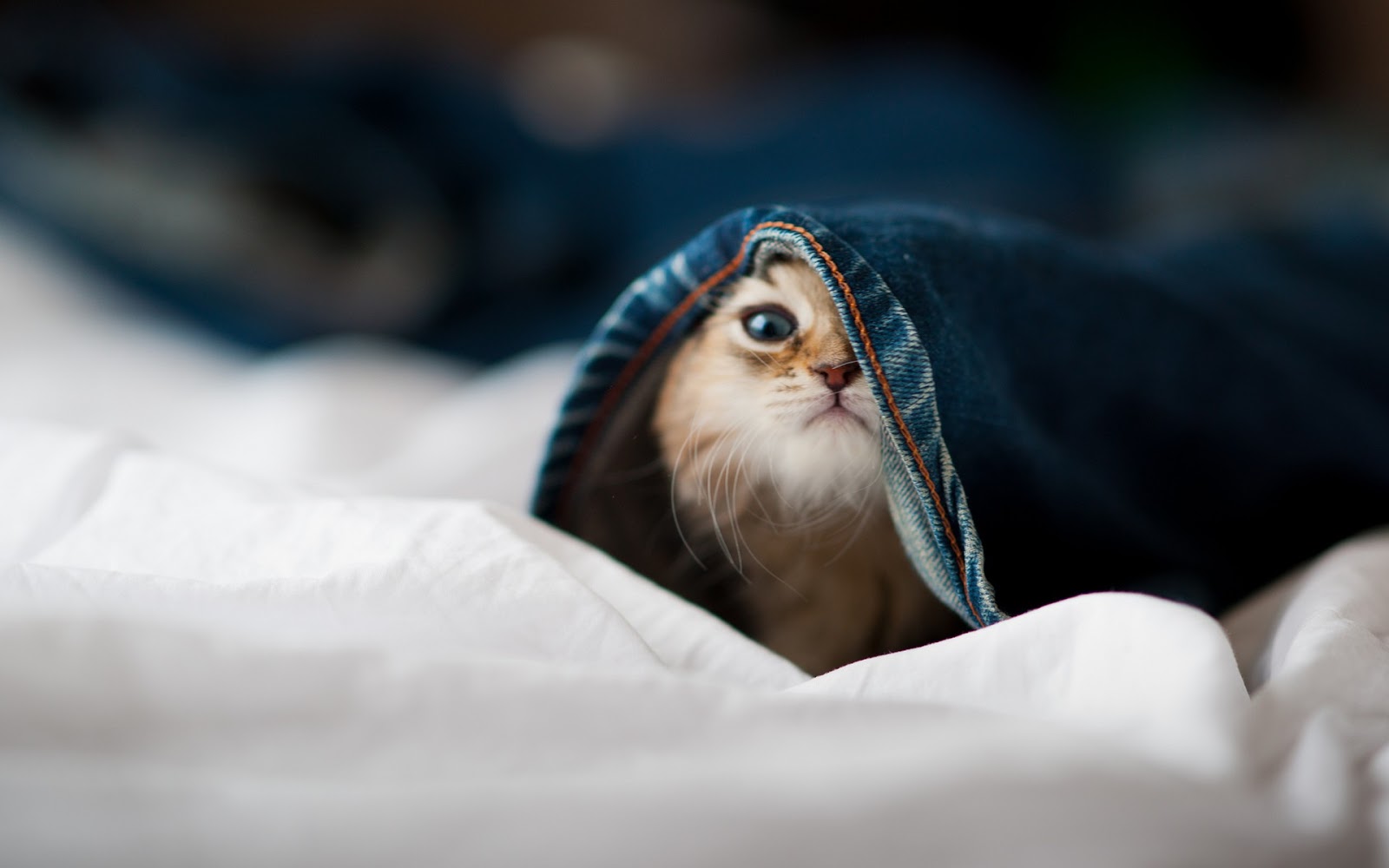 person-hiding-behind-a-tree-trunk-free-stock-photo
