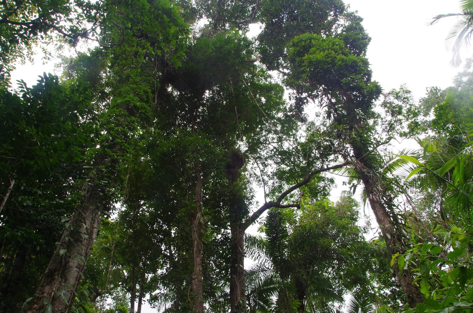Hart Family: World Tour of Australia: Daintree..Rainforest