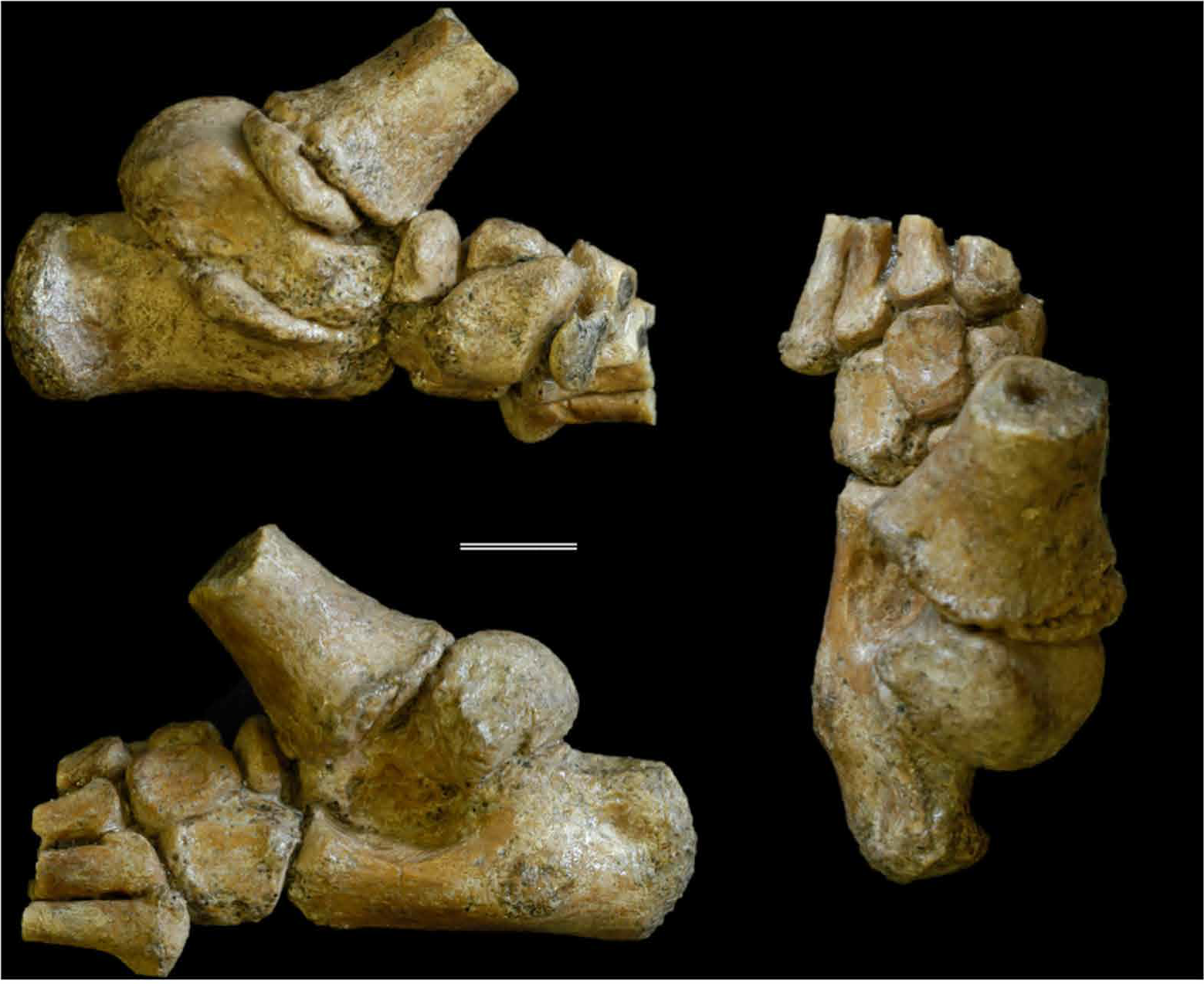 Sciency Thoughts Australopithecus afarensis An early Hominin foot