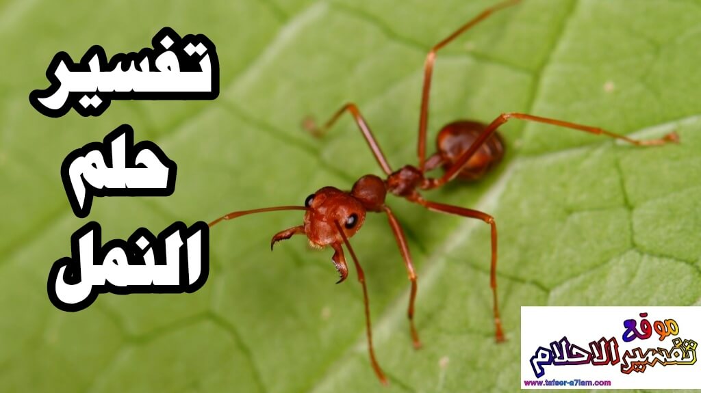 تفسير رؤية النمل في الحلم تفسير رؤية النمل في الحلم