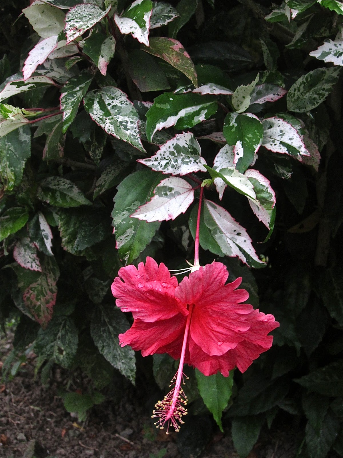Green Fingers Community, SMK Majakir Papar Hibiscus rosasinensis Our