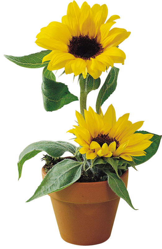 sunflowers in pots