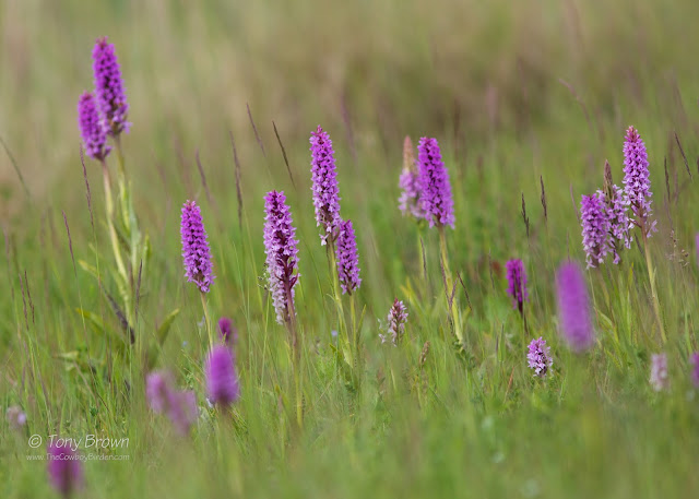 Orchids, Wildflowers, UK