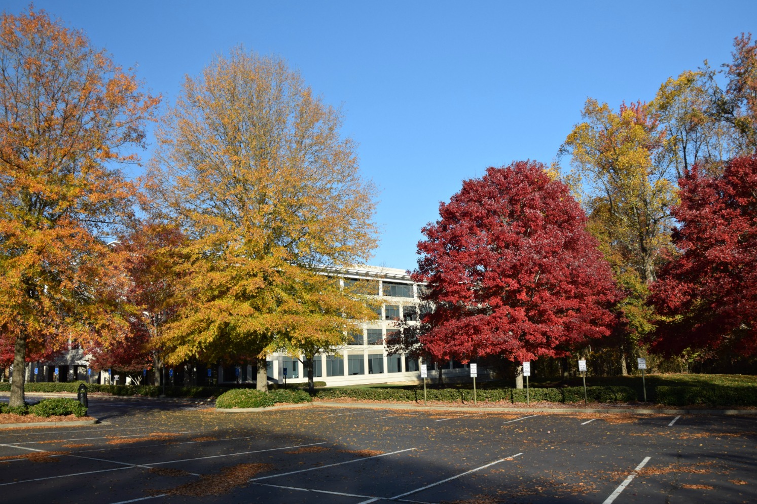 Using Georgia Native Plants Parking Lot Maples using-georgia-native-plants-parking-lot-maples