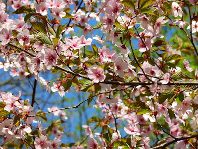 весенние цветение розовые цветки на дереве