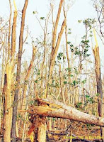 Mighty Aila destroy Sundarban