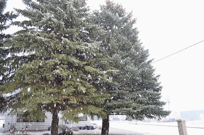 First Snow of the Year Photo by Trisha Field