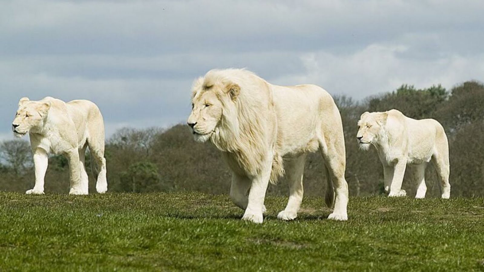 Three white lions, lion and two lioness, #lion, white lion